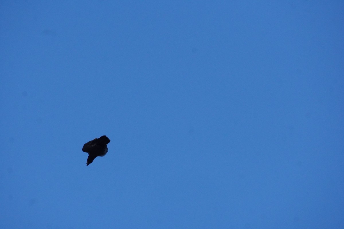 Common Raven - ML645420034