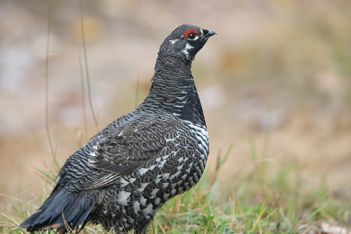 Канадская дикуша - ML645420036