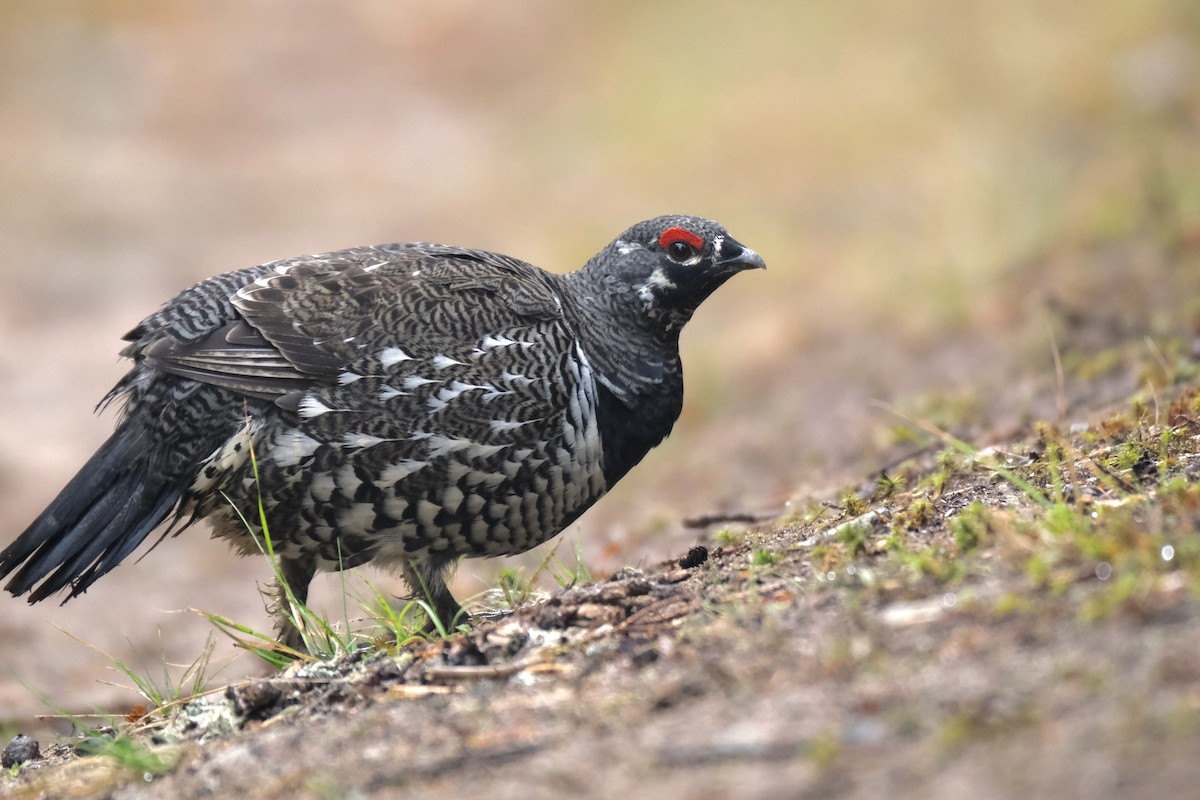 Spruce Grouse - ML645420037