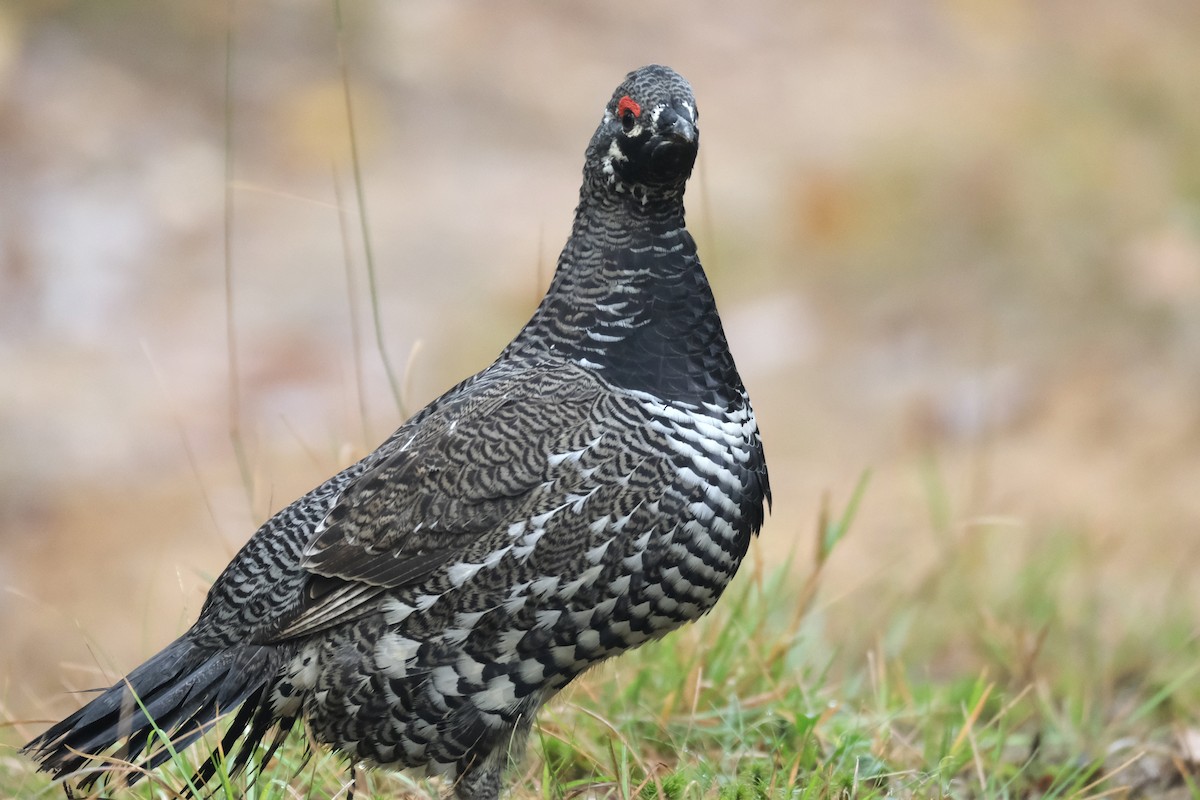 Канадская дикуша - ML645420038