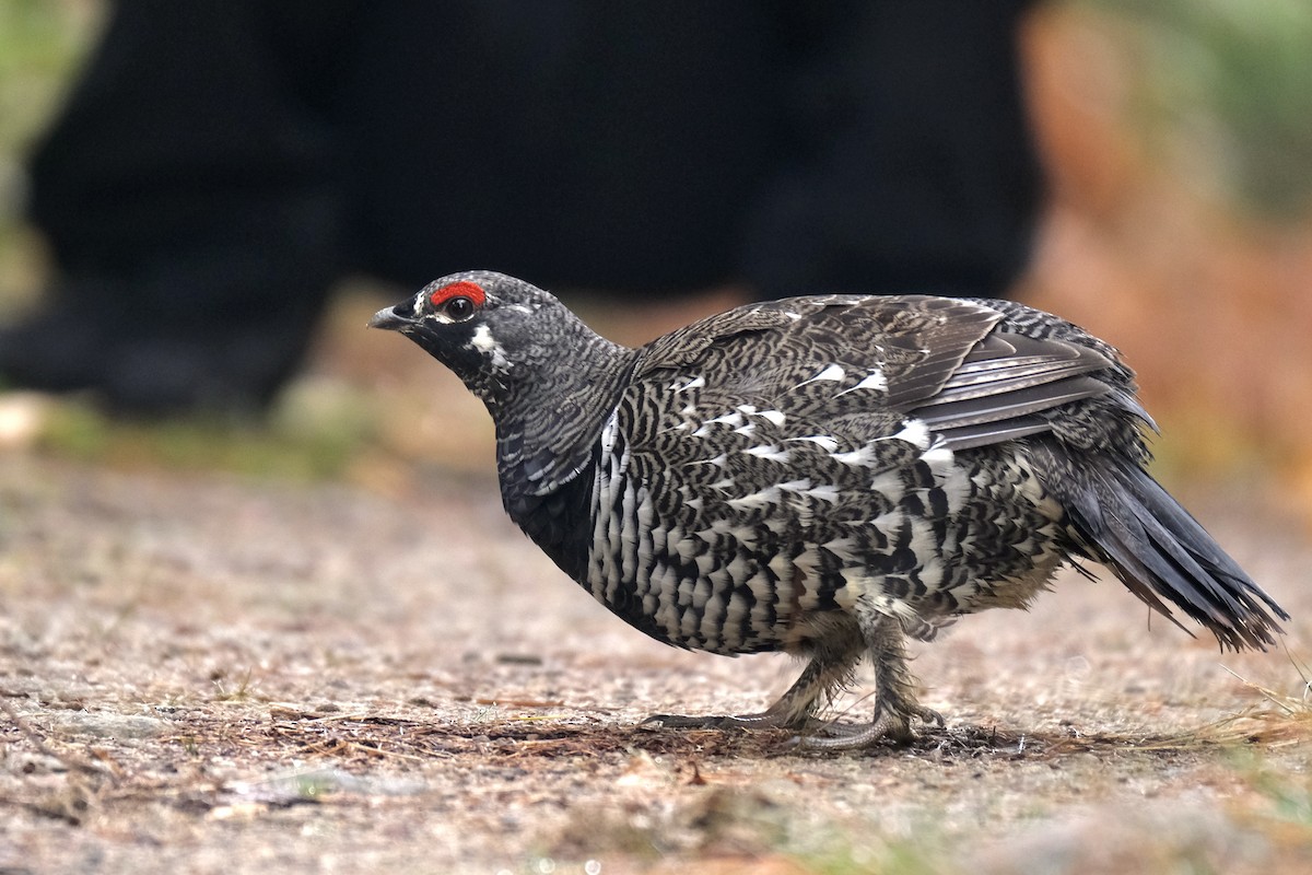 Канадская дикуша - ML645420039