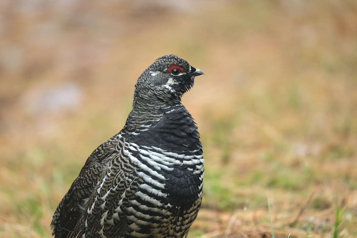 Канадская дикуша - ML645420040