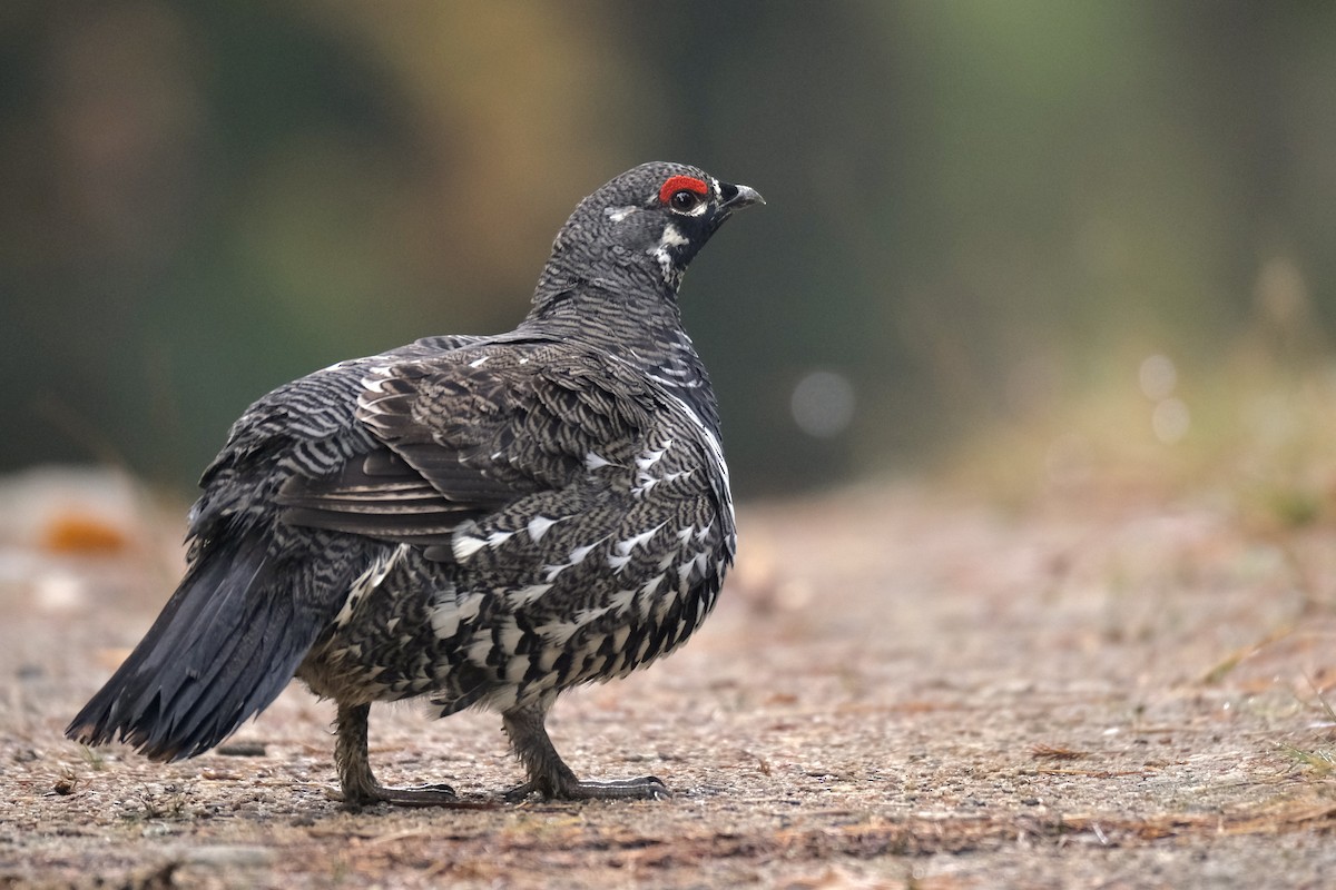 Spruce Grouse - ML645420041