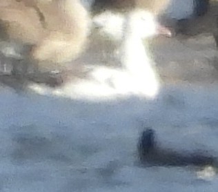 Snow Goose - ML645420046