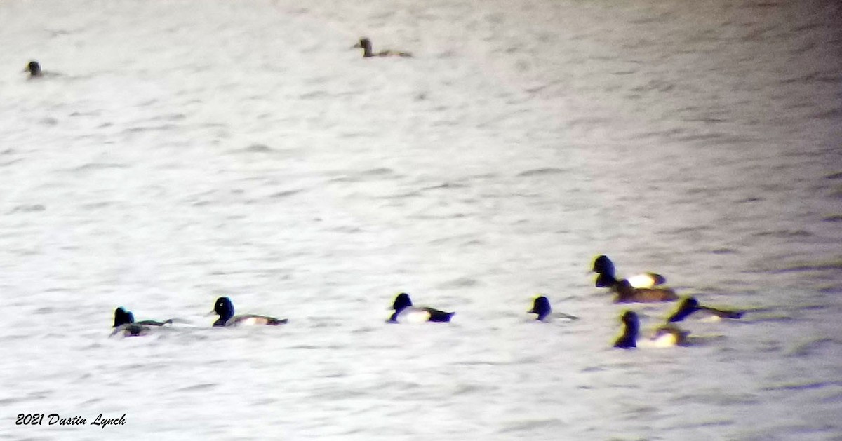 Lesser Scaup - ML645420047