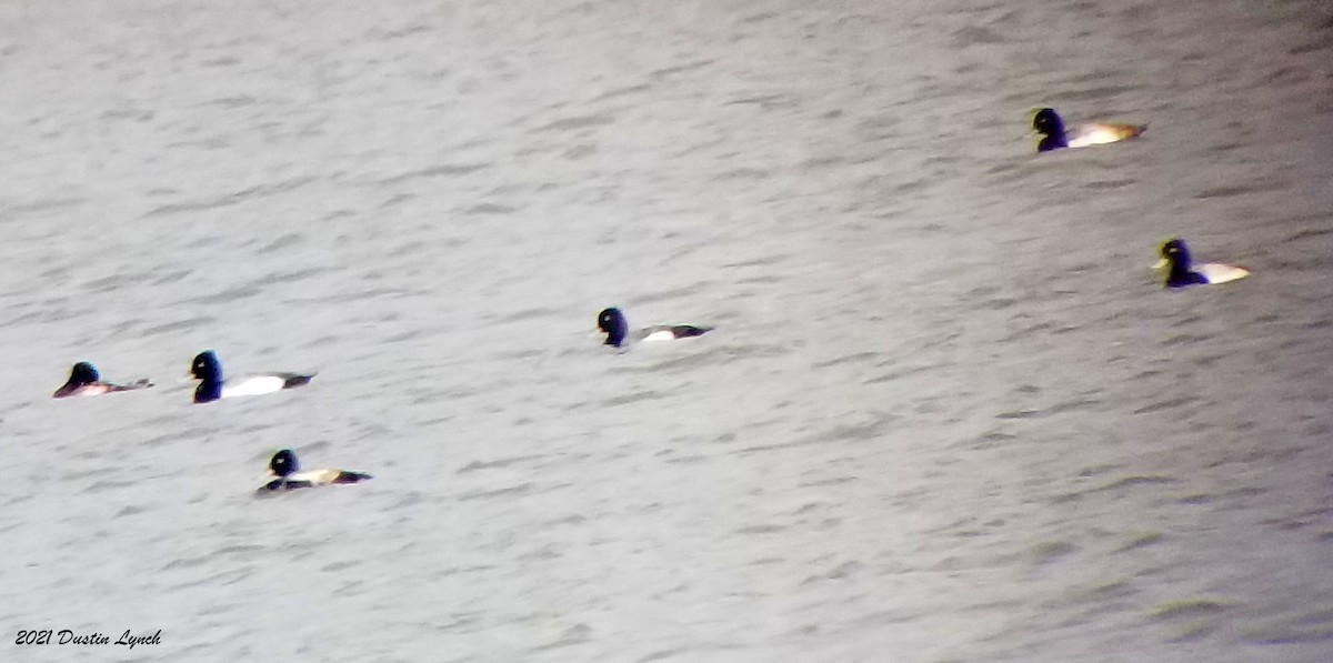 Lesser Scaup - ML645420048