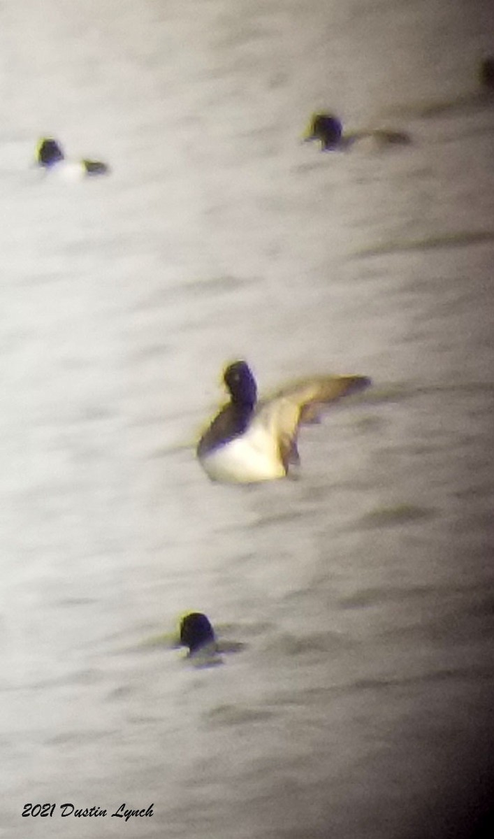 Lesser Scaup - ML645420049