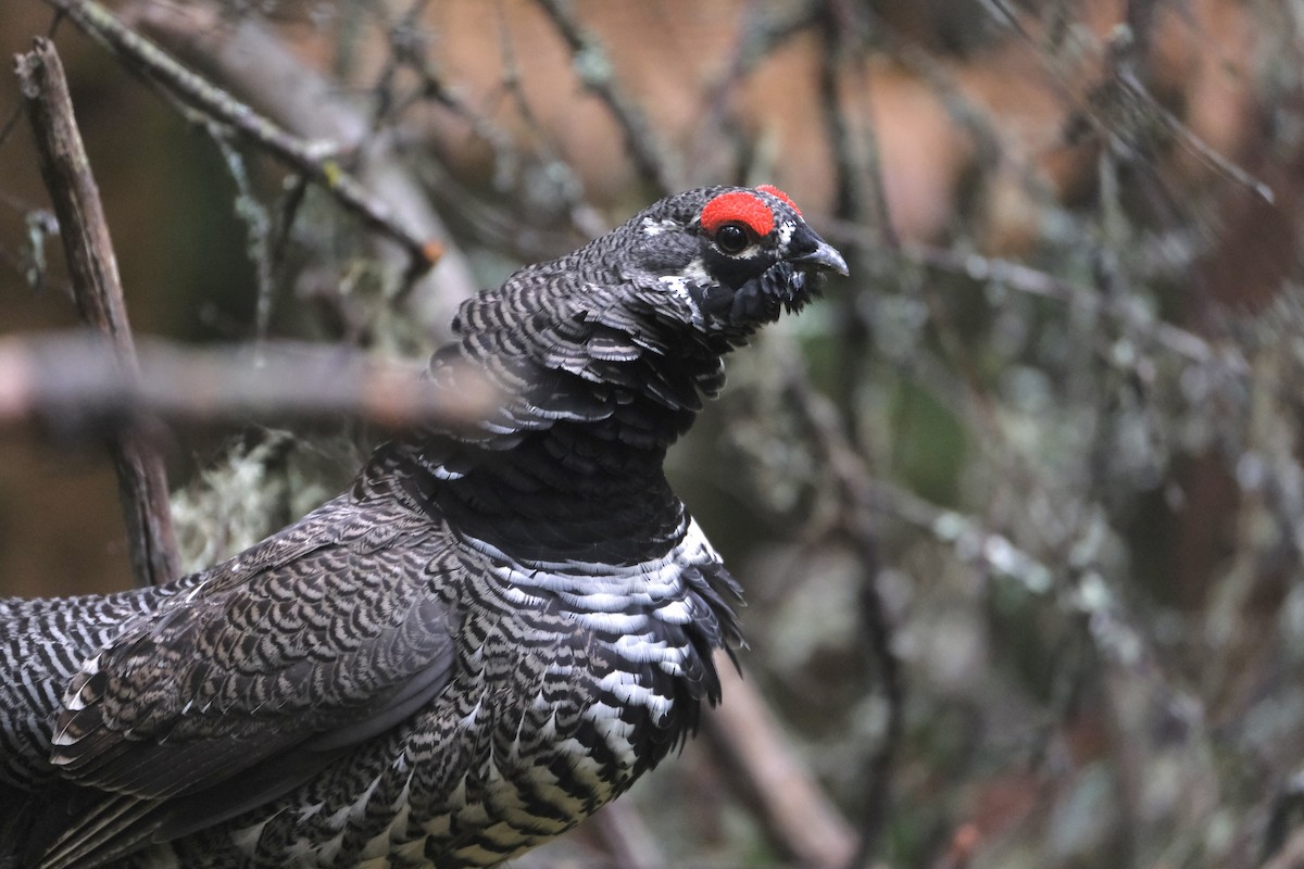 Канадская дикуша - ML645420053