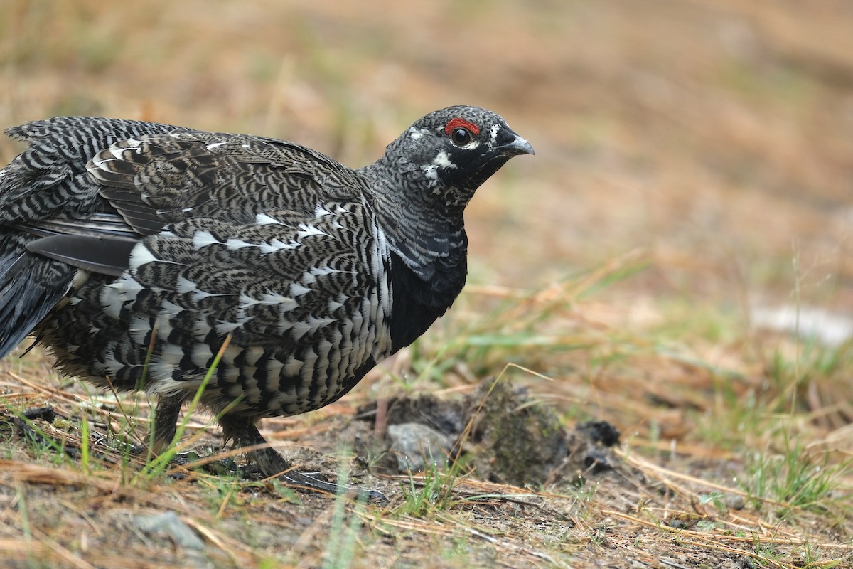 Канадская дикуша - ML645420055