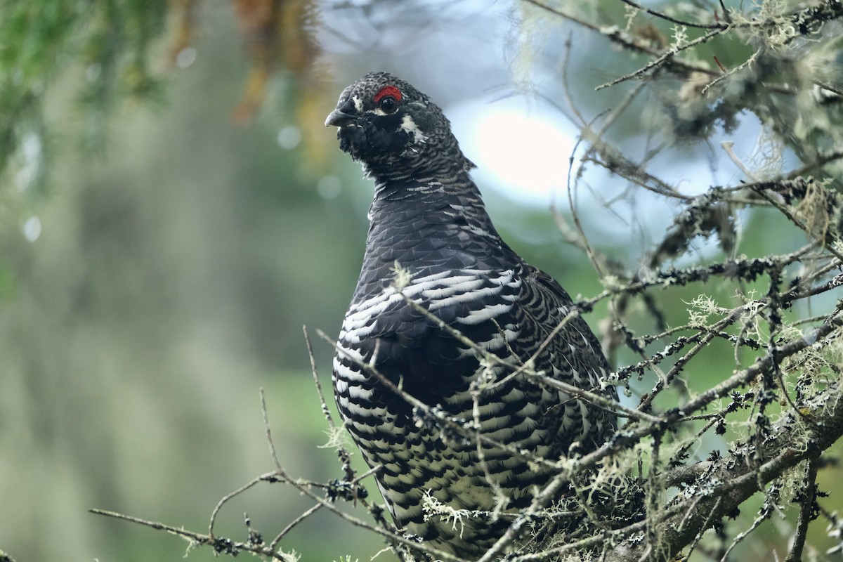 Канадская дикуша - ML645420056