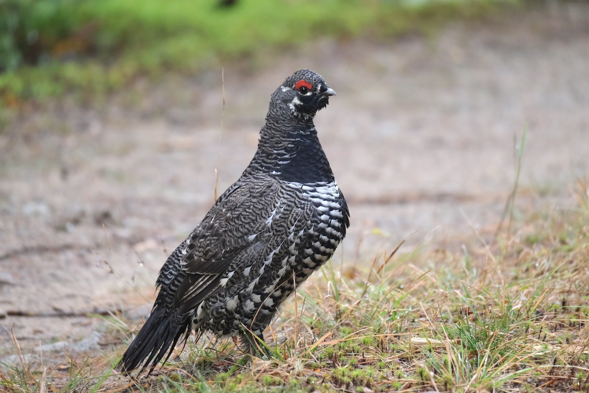 Канадская дикуша - ML645420057