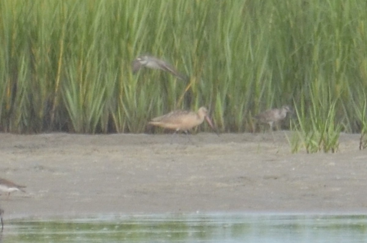 Marbled Godwit - ML645420058