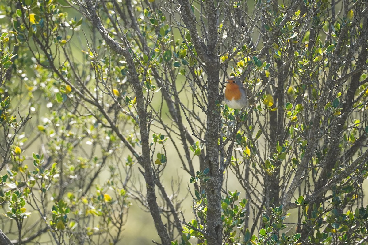European Robin - ML645420059