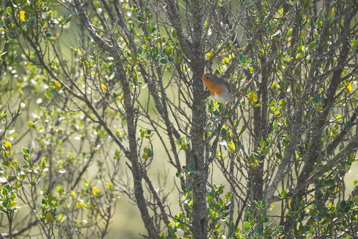 European Robin - ML645420060