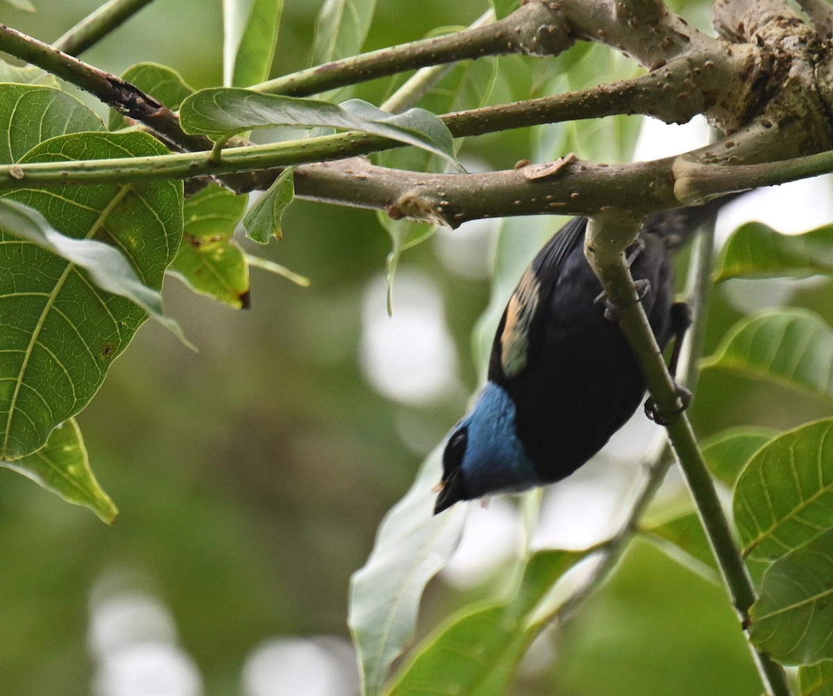 Blue-necked Tanager - ML645420063