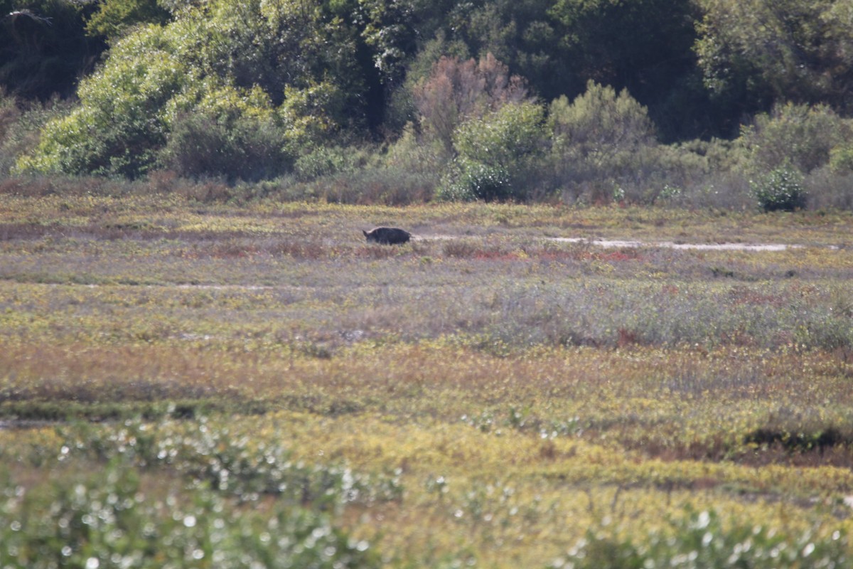 Animali - ML645420064