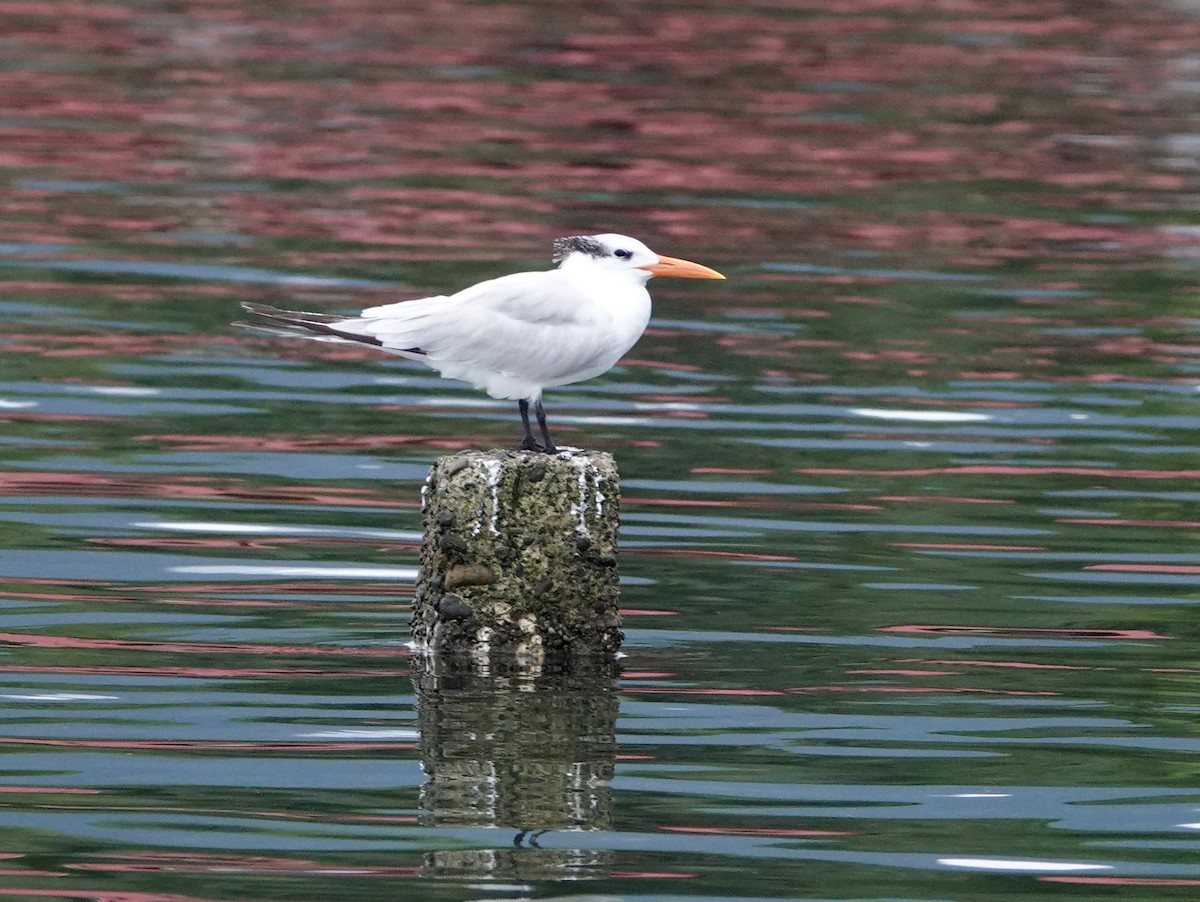 Royal Tern - ML645420067