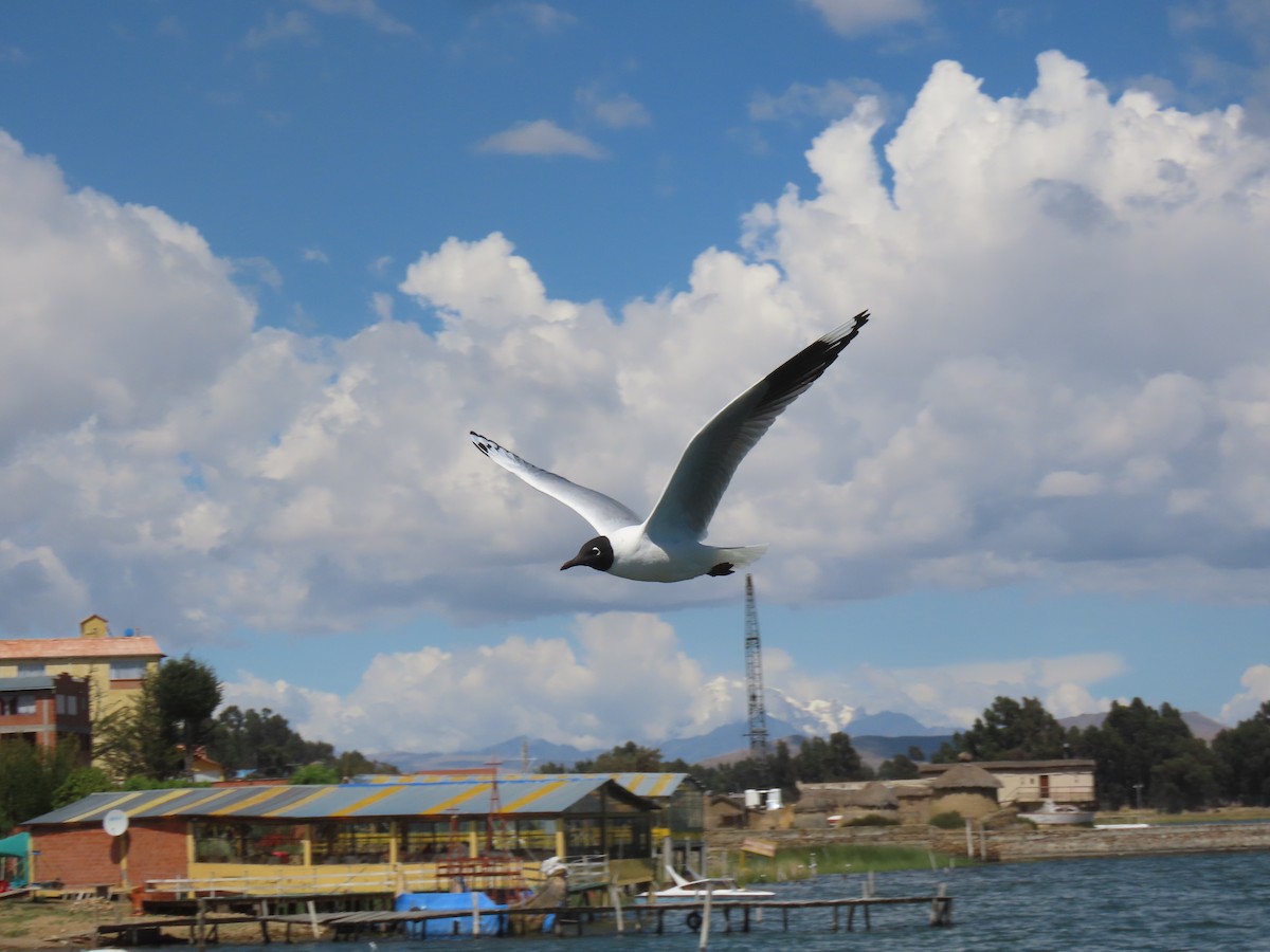 Andean Gull - ML645420070
