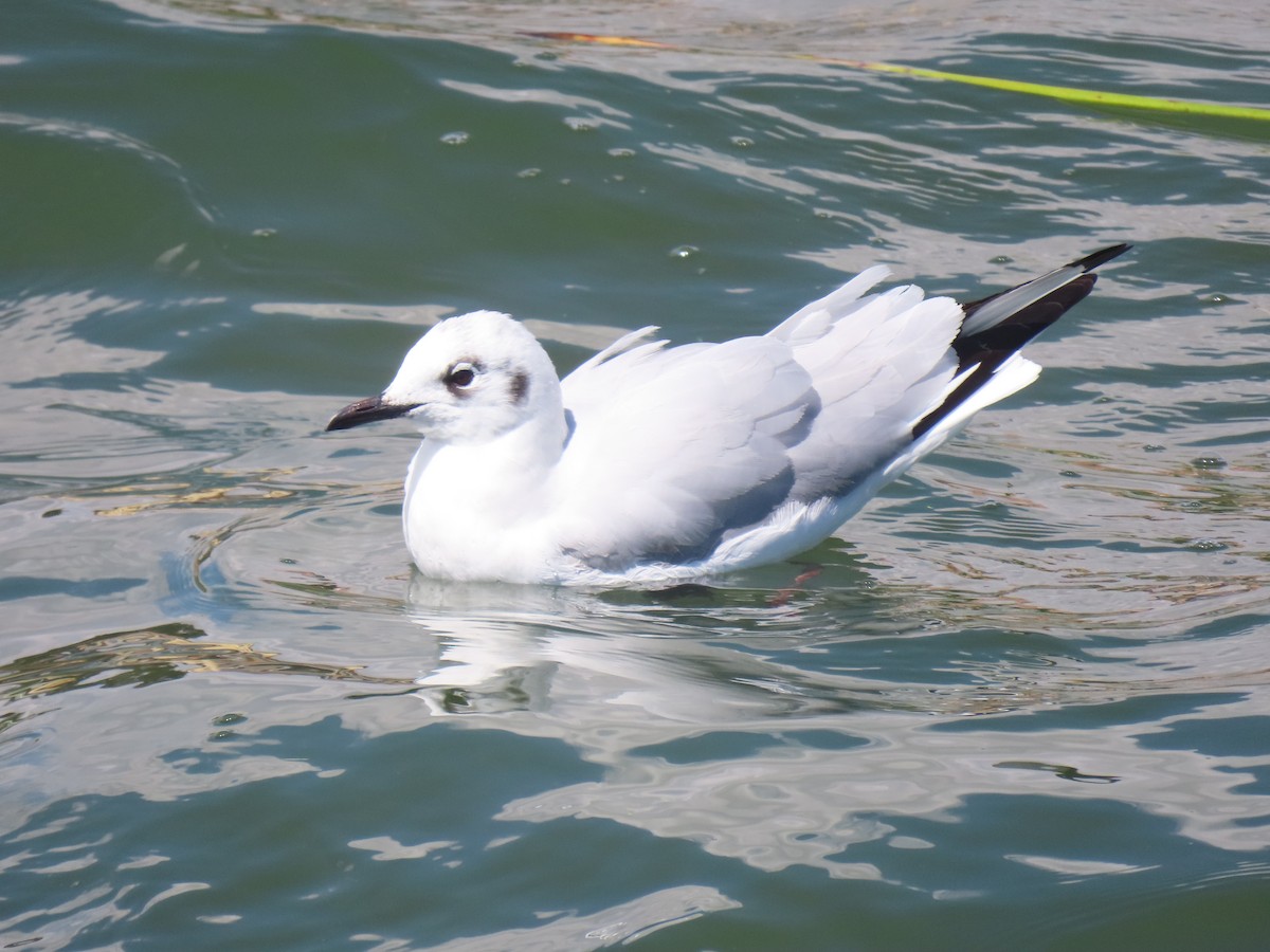 Andean Gull - ML645420071