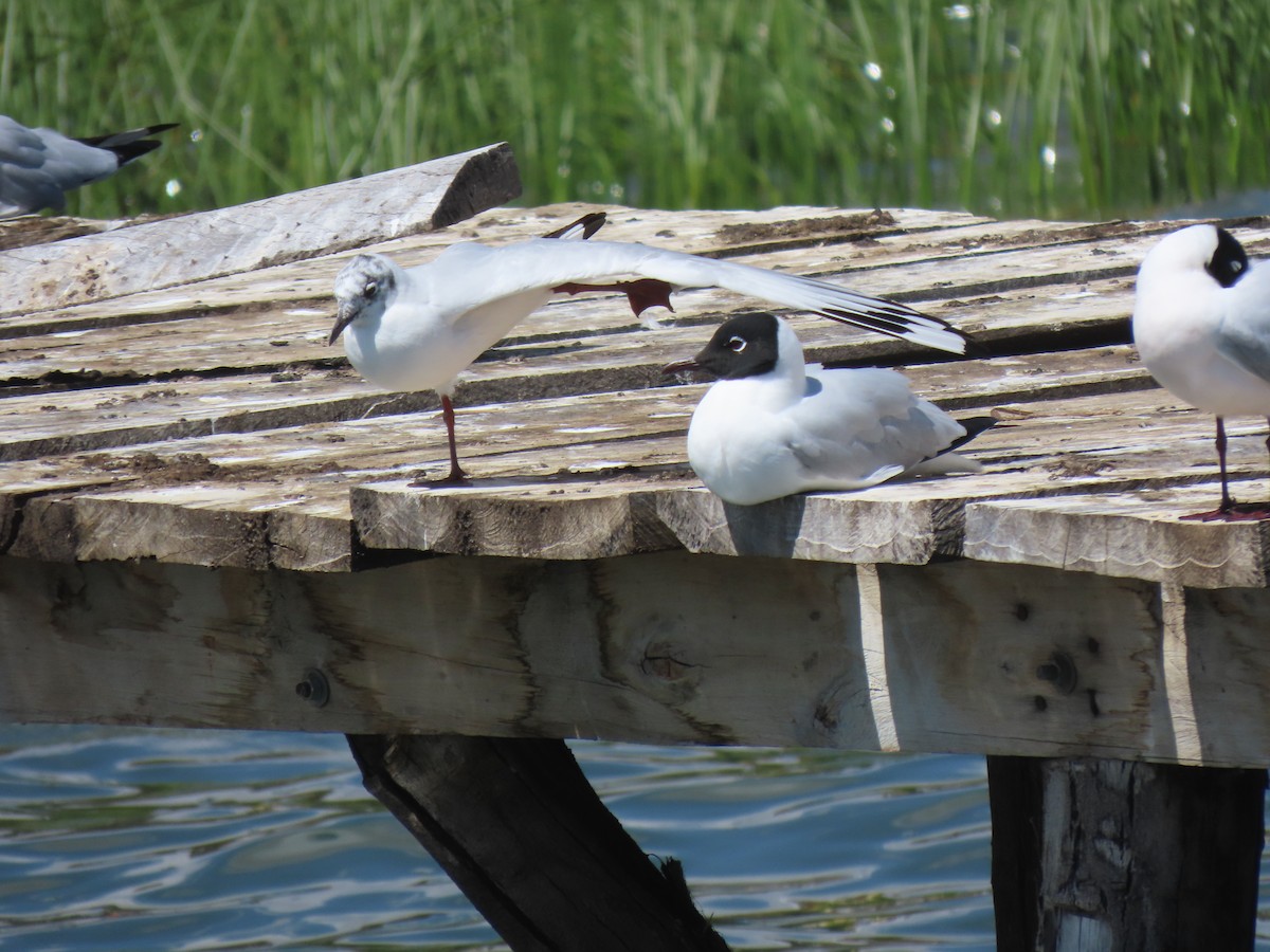 Andean Gull - ML645420072