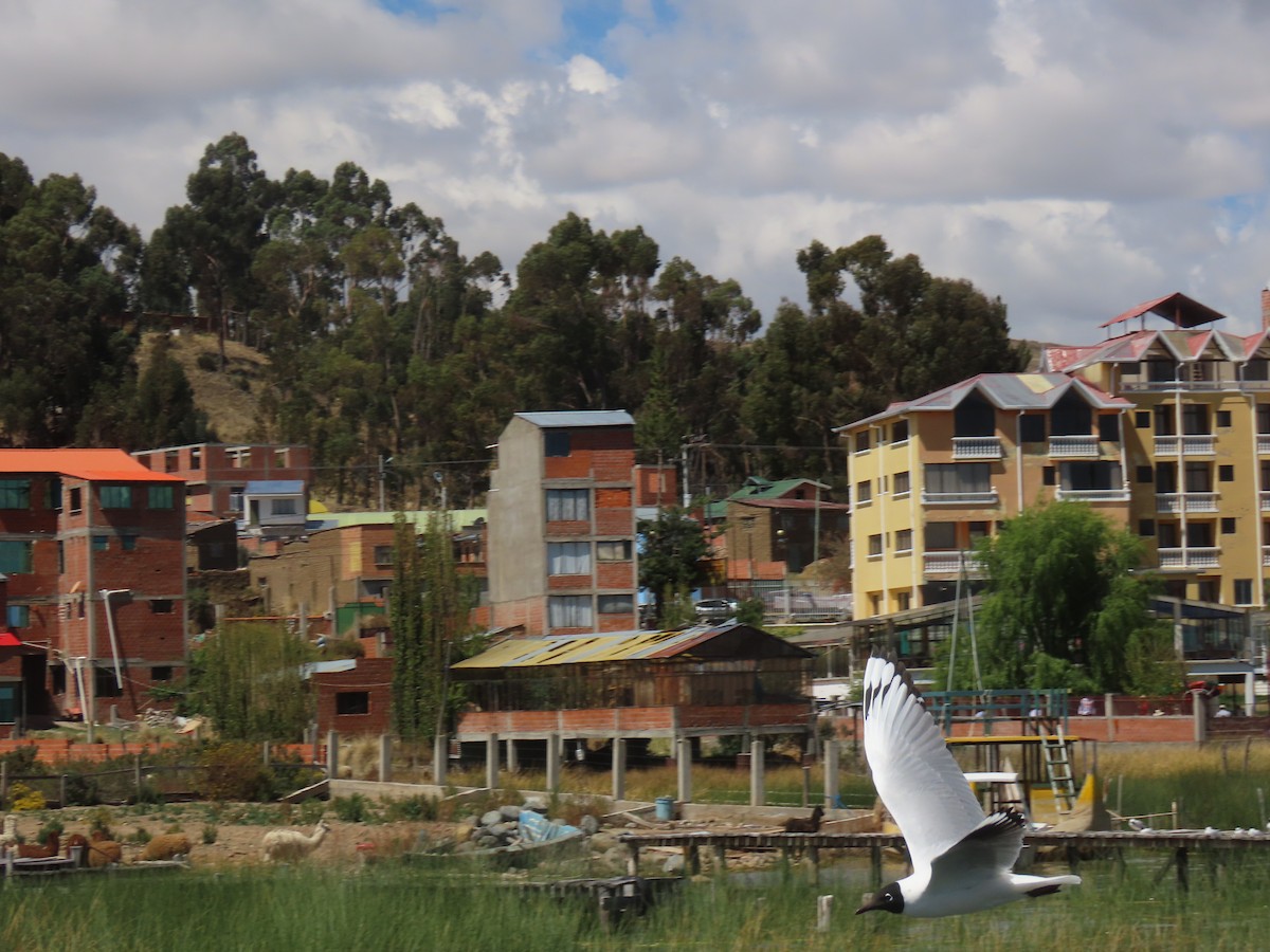 Andean Gull - ML645420073