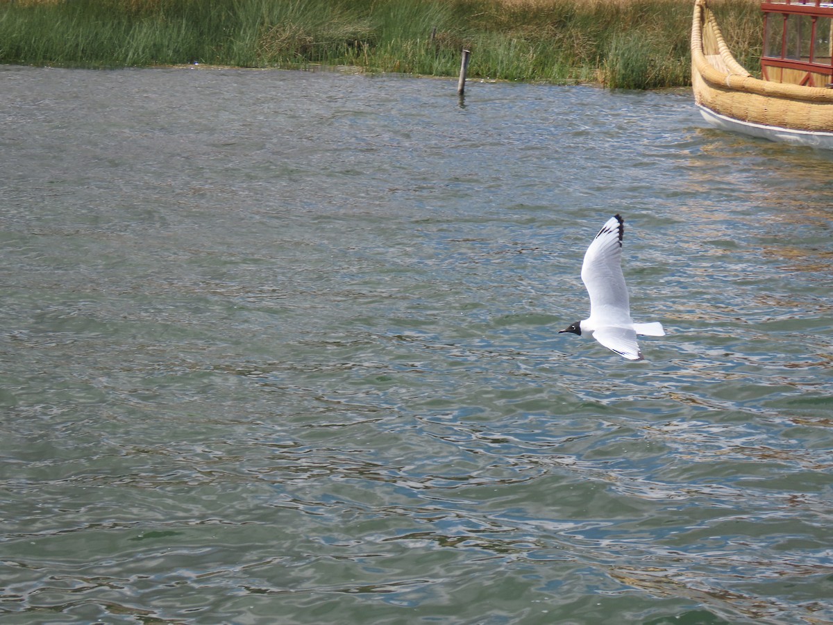 Andean Gull - ML645420074