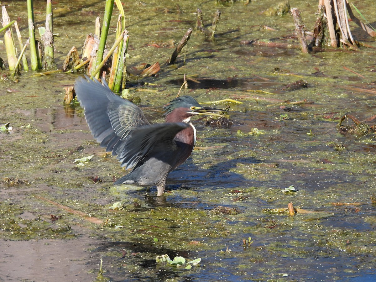Green Heron - ML645420085