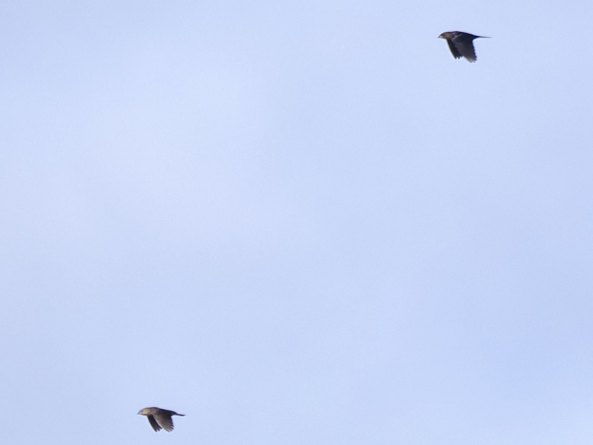 brunhodetrupial - ML645420087