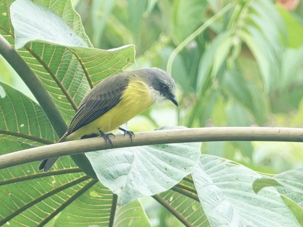 Gray-capped Flycatcher - ML645420096