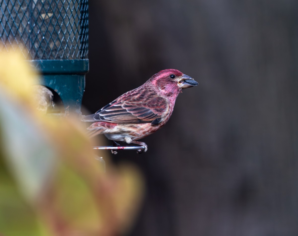Purple Finch - ML645420097
