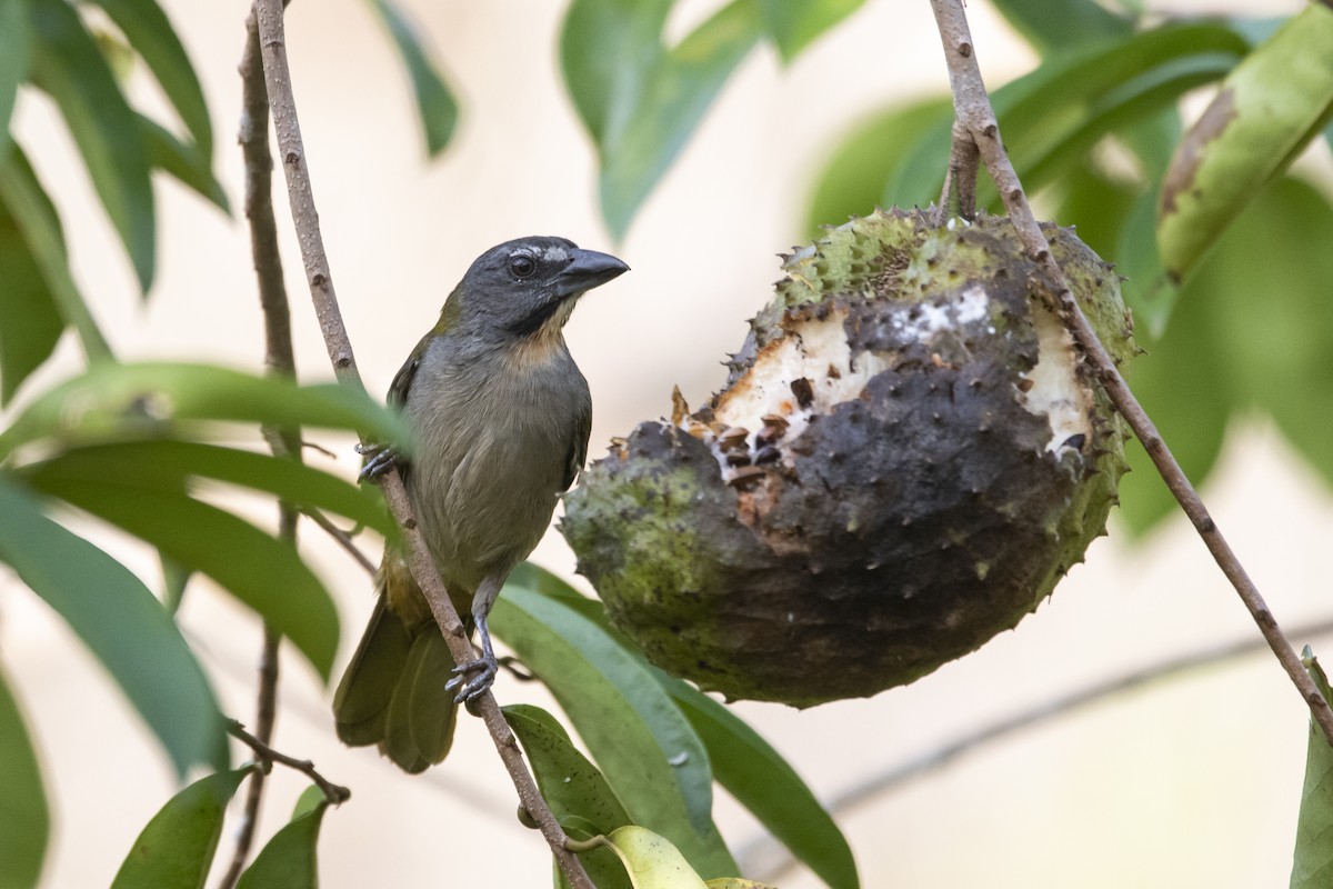 Buff-throated Saltator - ML645420099