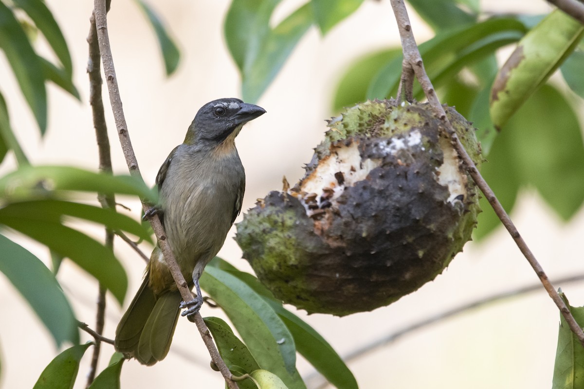 Buff-throated Saltator - ML645420100