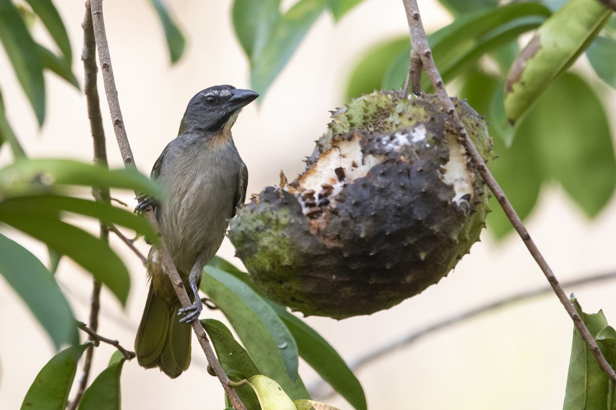 Buff-throated Saltator - ML645420101