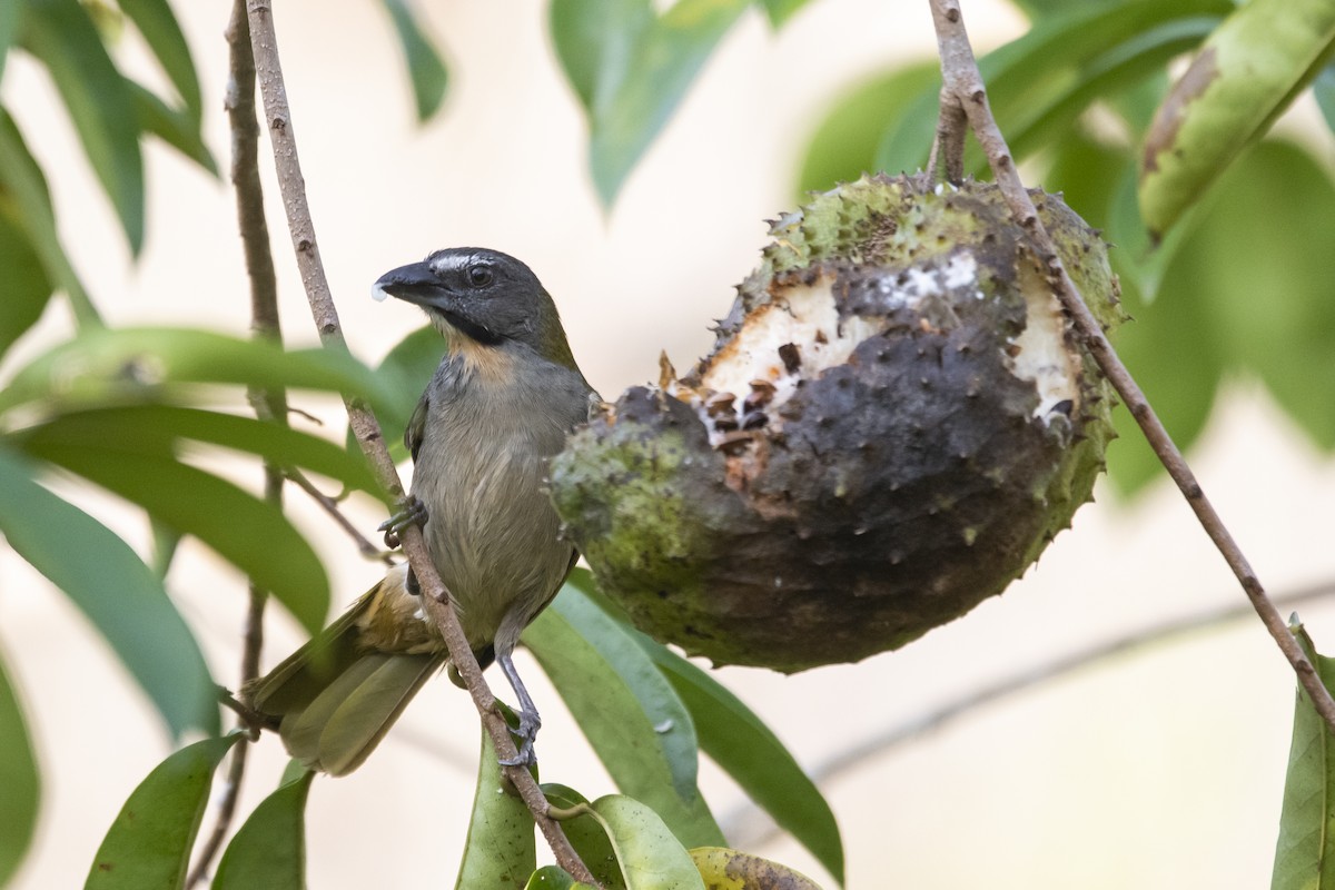 Buff-throated Saltator - ML645420102