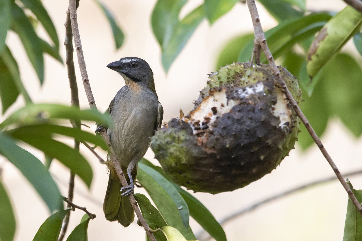 Buff-throated Saltator - ML645420103