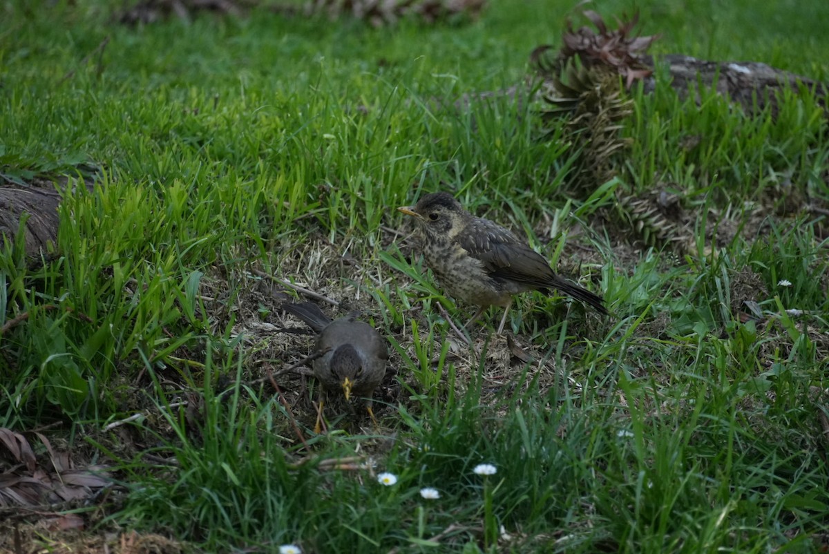 Austral Thrush - ML645420105