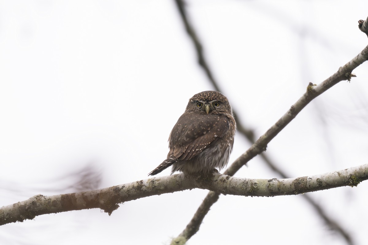Northern Pygmy-Owl - ML645420106