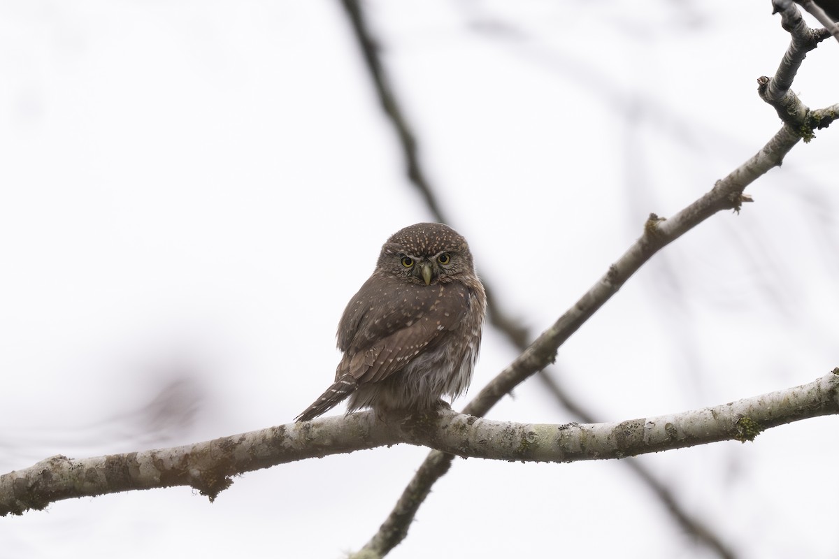 Northern Pygmy-Owl - ML645420107
