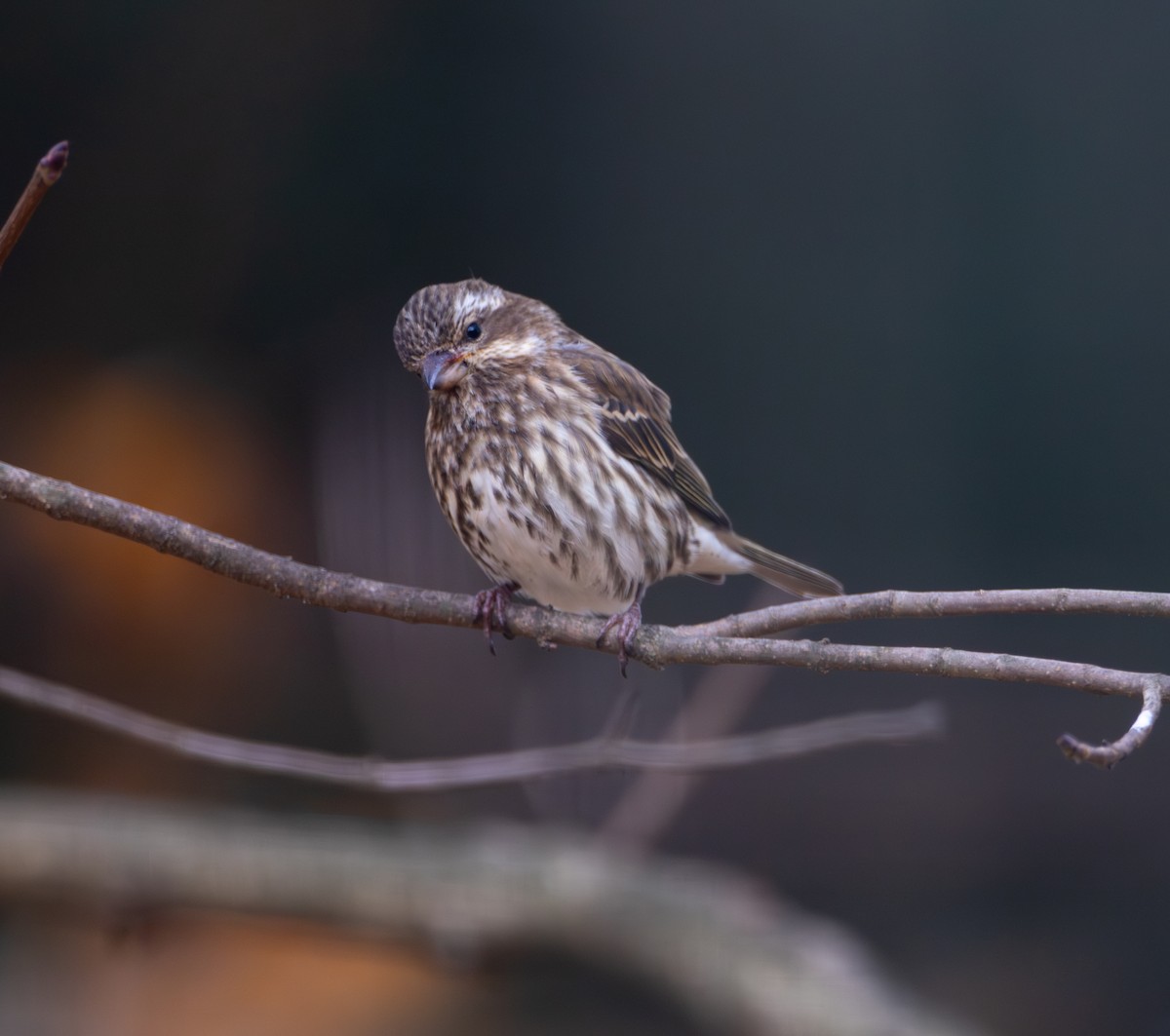 Purple Finch - ML645420109