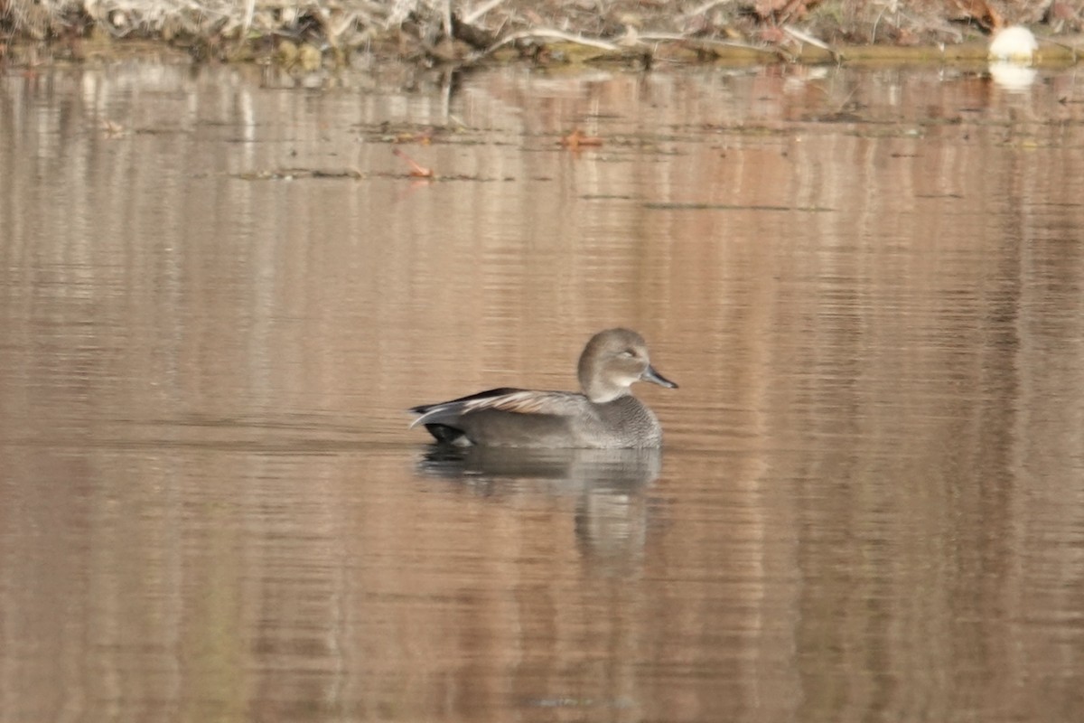 kopřivka obecná - ML645420110