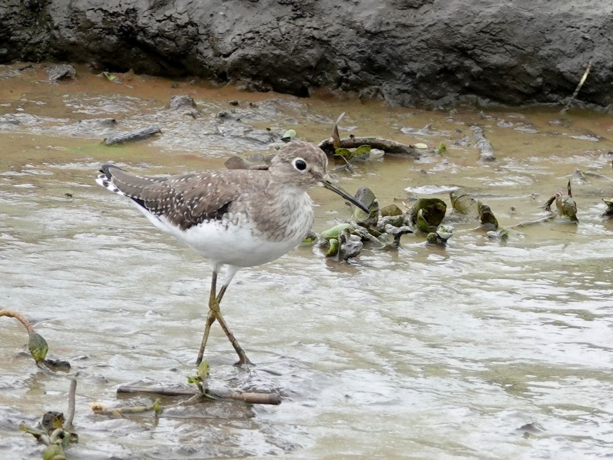 Solitary Sandpiper - ML645420111