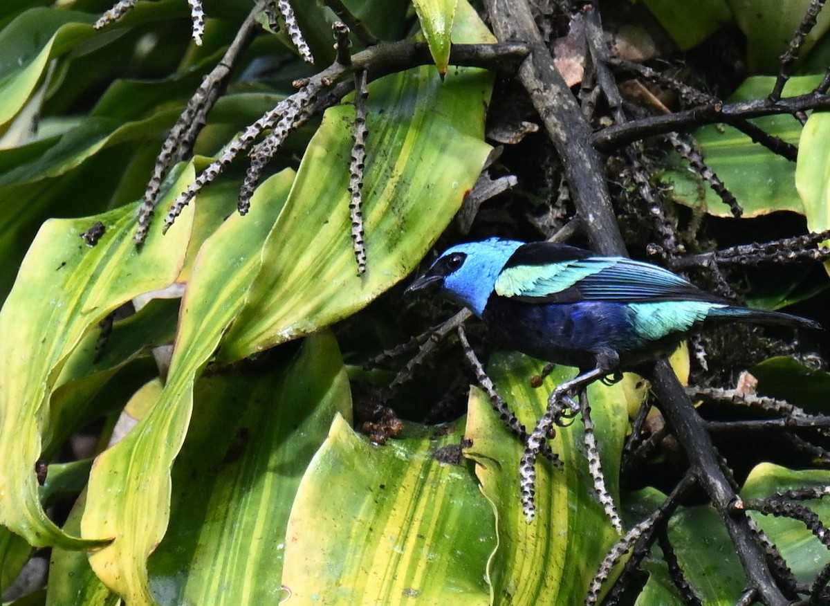 Azurkopftangare - ML645420116