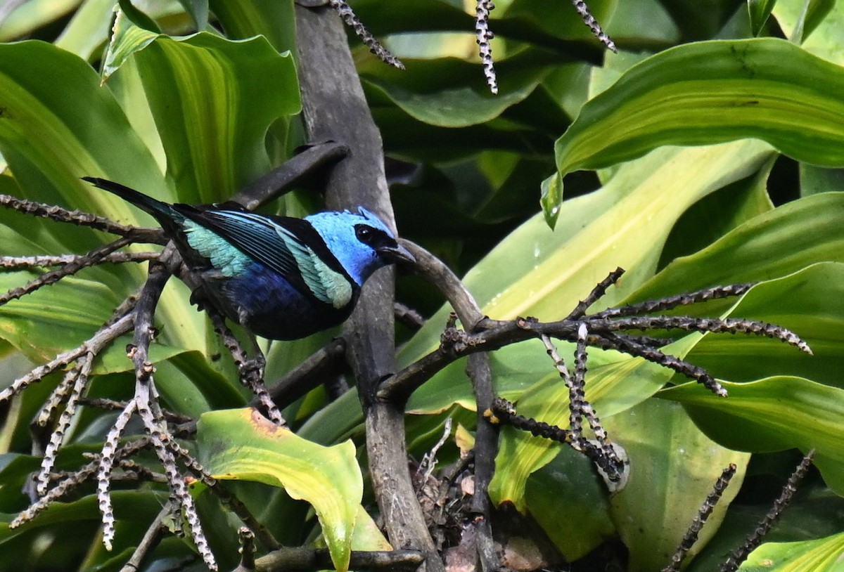 Azurkopftangare - ML645420117