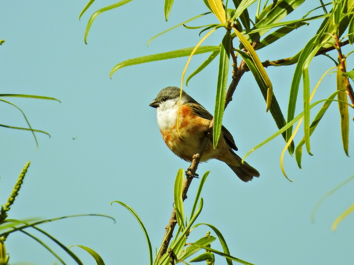 Болотный просяночник - ML645420121