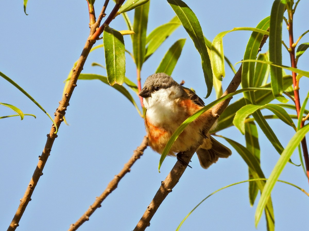 Болотный просяночник - ML645420122