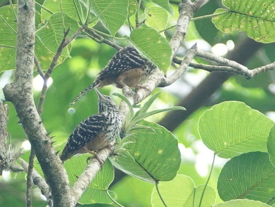 Band-backed Wren - ML645420124