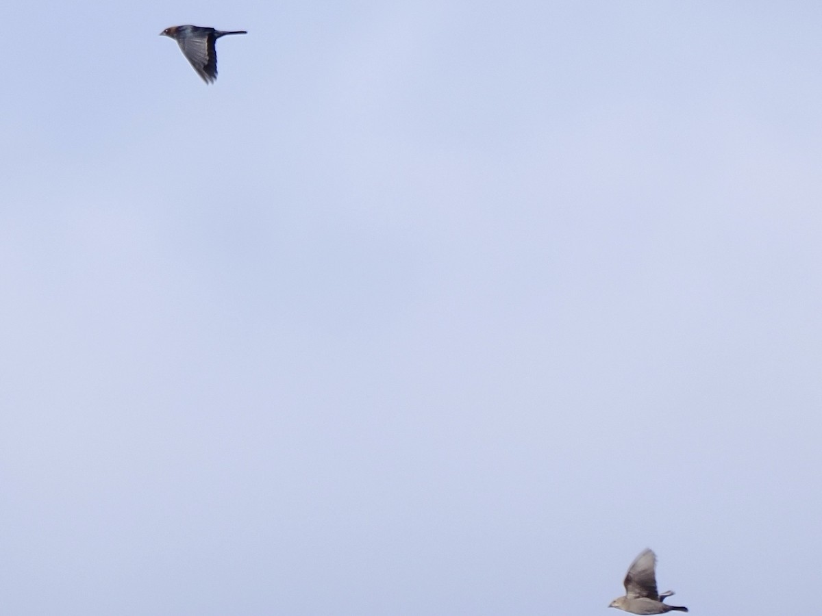 brunhodetrupial - ML645420125