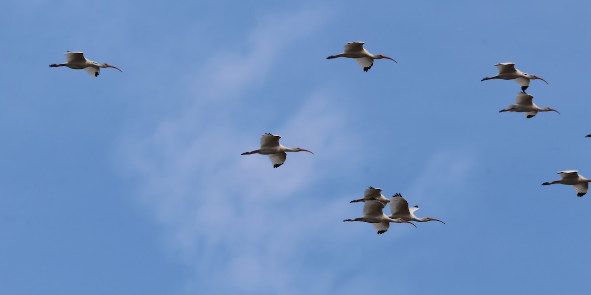 White Ibis - ML645420126