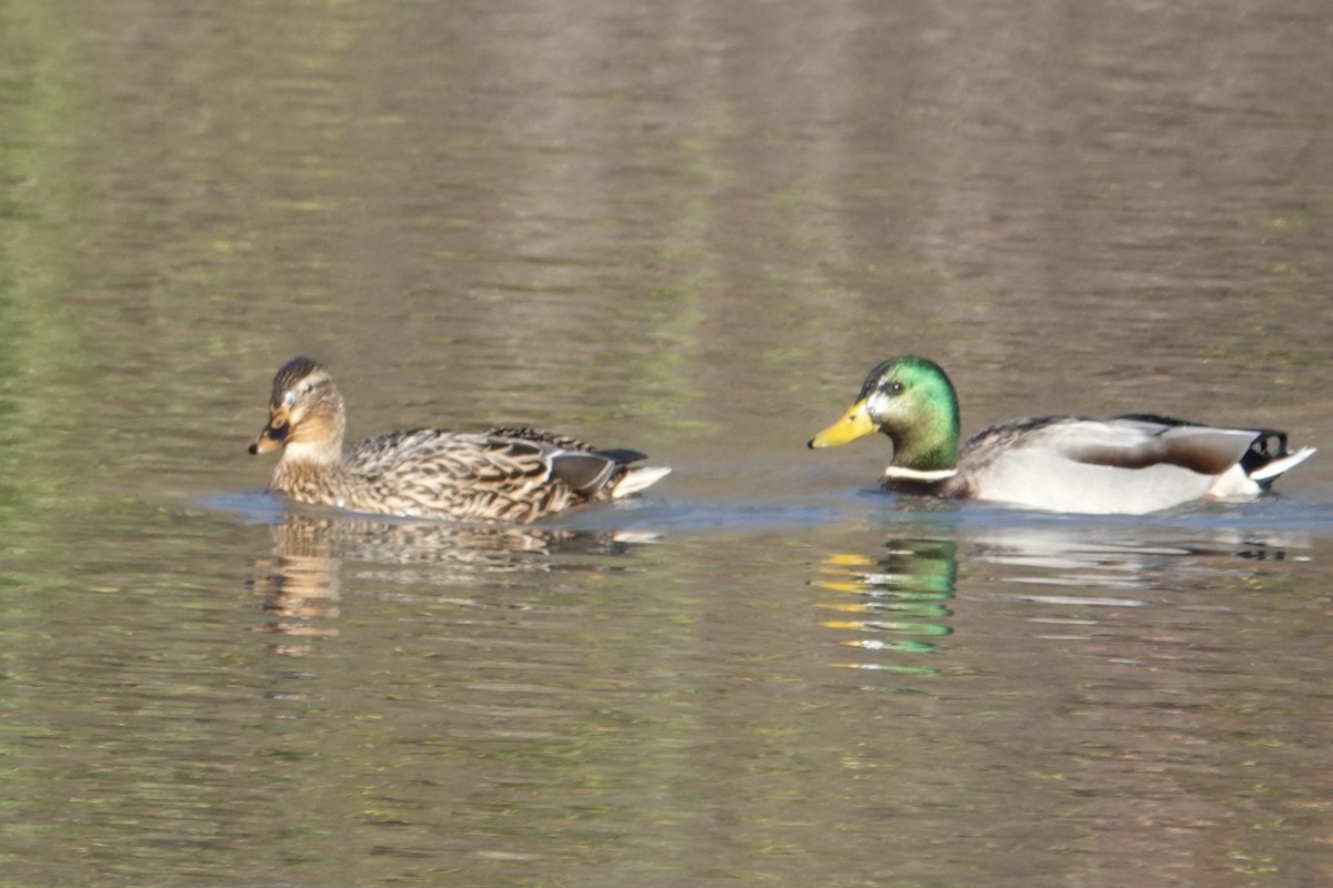 綠頭鴨 - ML645420128