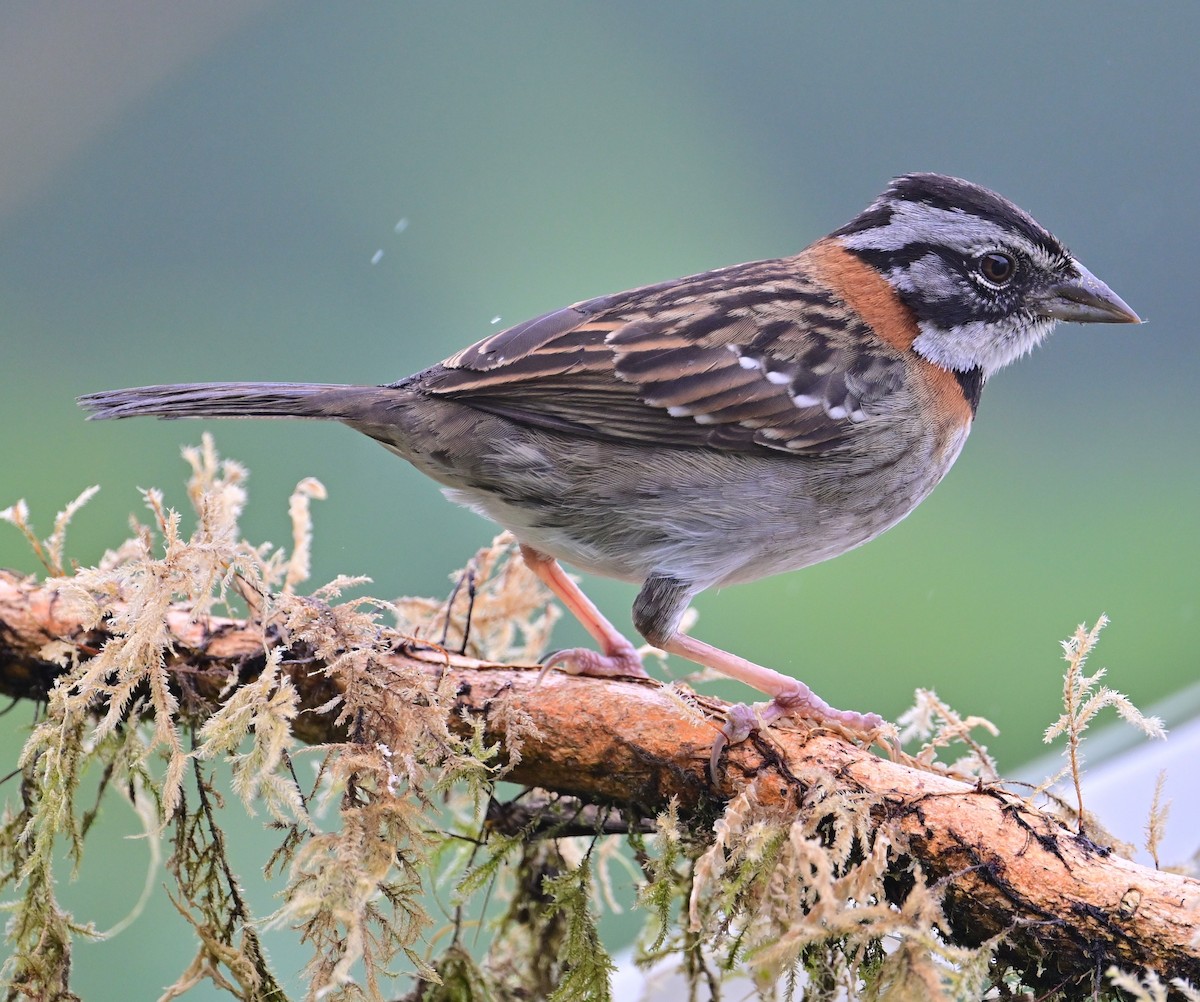 Morgenammer - ML645420131